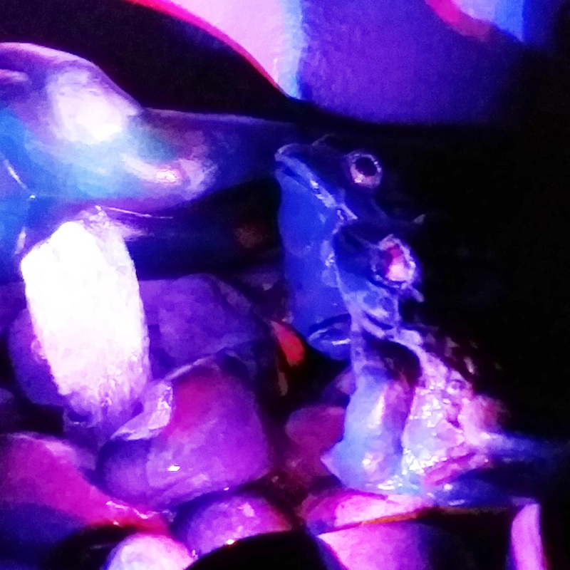 Fuente de Agua Mediana Familia de Sapos